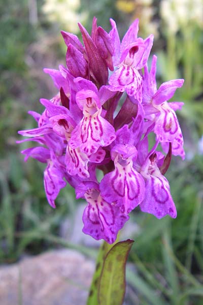 Dactylorhiza alpestris x sambucina, F   Col de Granon 22.6.2008 