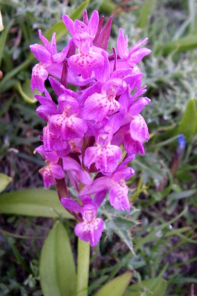Dactylorhiza alpestris x sambucina, F   Col de Granon 22.6.2008 