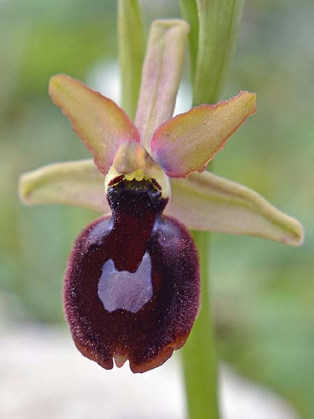 Ophrys aurelia x garganica subsp. passionis, F   Carros 8.4.2018 (Photo: Christian Schlomann)