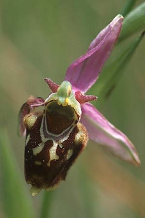 Ophrys apifera x souchei, F   Orange 4.6.2004 