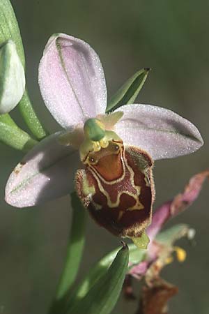 Ophrys apifera x souchei, F   Orange 6.6.2004 