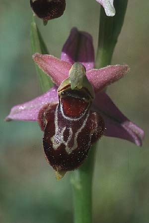 Ophrys apifera x aveyronensis, F   Dept. Aveyron, Tiergues 28.5.2005 