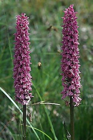 Dactylorhiza alpestris x fuchsii, F   Dept. Savoie,Col de Saisies 2.7.2002 