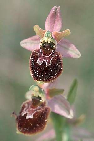 Ophrys araneola x holoserica, F   Elsass/Alsace 7.5.2003 