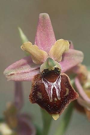 Ophrys araneola x holoserica, F   Elsass/Alsace 7.5.2003 