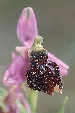 Ophrys araneola x insectifera, F   Elsass/Alsace 7.5.2003 
