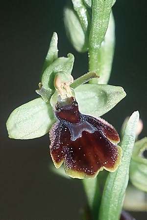 [click] Ophrys araneola x insectifera, F   Elsass/Alsace 7.5.2003 