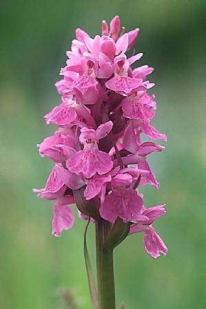 Dactylorhiza alpestris x incarnata, F   Col du Glandon 15.6.2003 