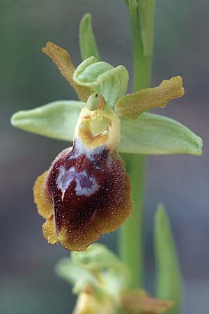 Ophrys exaltata subsp. arachnitiformis x lutea, F   Montagne de la Clape 10.4.2004 