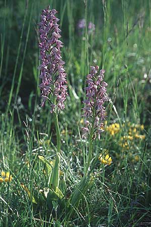Aceras anthropophorum x (Orchis militaris x purpurea), F   Severac-le-Chateau 29.5.2005 