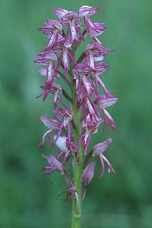 Aceras anthropophorum x (Orchis militaris x purpurea), F   Severac-le-Chateau 29.5.2005 
