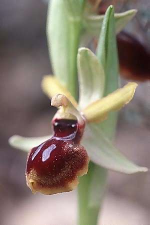 Ophrys araneola x garganica subsp. passionis, F   Montagne du Luberon 29.3.2003 