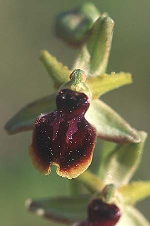 Ophrys araneola x garganica subsp. passionis, F   Bouches du Rhone, Orgon 13.4.2004 