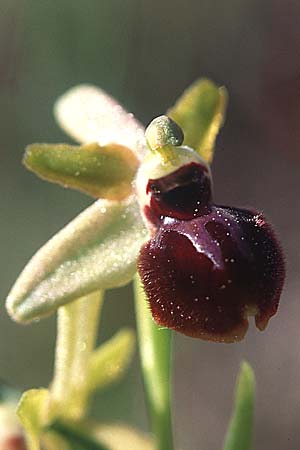 Ophrys araneola x garganica subsp. passionis, F   Bouches du Rhone, Orgon 13.4.2004 