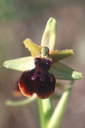 Ophrys araneola x garganica subsp. passionis, F   Bouches du Rhone, Orgon 13.4.2004 