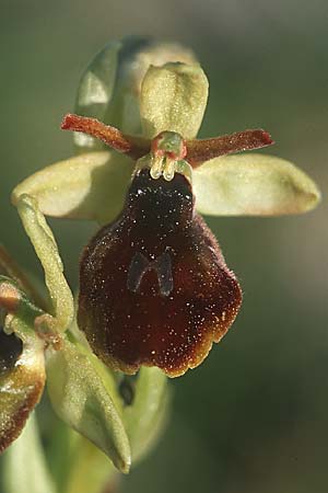 Ophrys garganica subsp. passionis x insectifera, F   Causse du Larzac 5.6.2004 