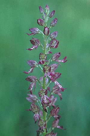 Aceras anthropophorum x Orchis purpurea, F   Severac-le-Chateau 29.5.2005 