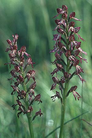 Aceras anthropophorum x Orchis purpurea, F   Severac-le-Chateau 29.5.2005 
