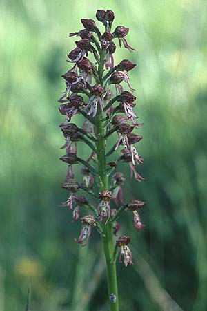 Aceras anthropophorum x Orchis purpurea, F   Severac-le-Chateau 29.5.2005 