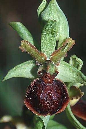 Ophrys araneola x sphegodes, F   Charente Vars 28.4.2001 