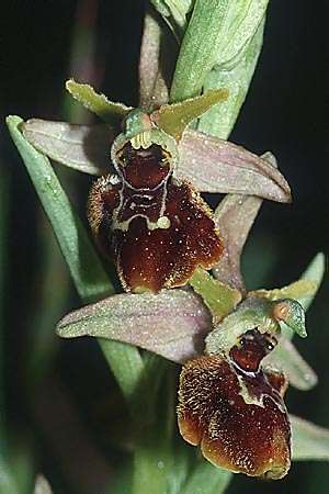 Ophrys araneola x scolopax, F   Charente,Les Bouchouds 28.4.2001 