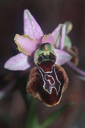 Ophrys aurelia x splendida, F   Chaine du l'Estaque 30.4.2002 