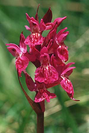 Dactylorhiza alpestris x sambucina, F   Col de Granon 14.6.2003 