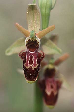 Ophrys exaltata subsp. arachnitiformis x scolopax, F   Montagne de la Clape 10.4.2004 