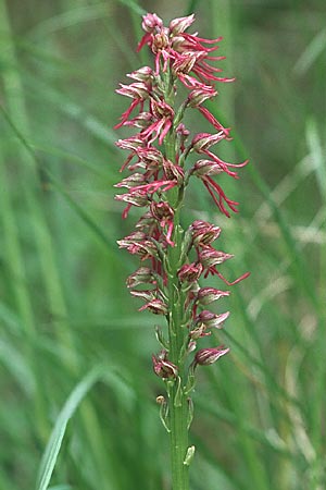 Aceras anthropophorum x Orchis simia, F   Chambery 4.5.2004 