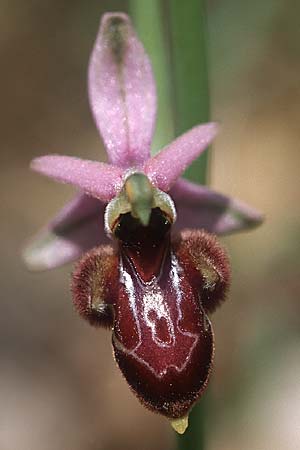 Ophrys aurelia x scolopax, F   Rougiers 18.5.2004 