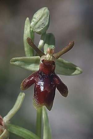 Ophrys aymoninii x garganica subsp. passionis, F   Causse du Larzac 19.5.2002 