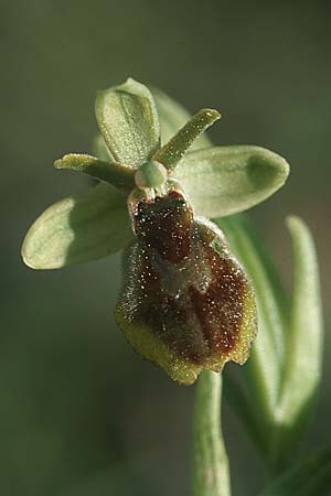 Ophrys araneola x aymoninii, F   Causse du Larzac 5.6.2004 