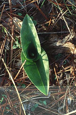 Barlia robertiana / Giant Orchid (Rosette), F  Montagne du Luberon 11.10.2003 
