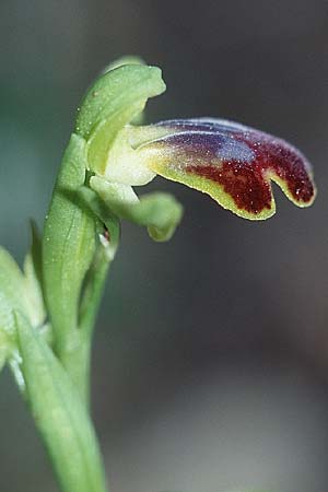 Ophrys subfusca \ Kleinerblütige Braune Ragwurz / Smaller-Flowered Dull Bee Orchid, F  Montagne de la Clape 26.3.2001 