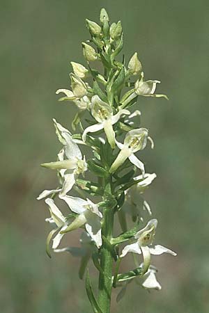 Platanthera bifolia x chlorantha, F   Causse Noir 6.6.2004 