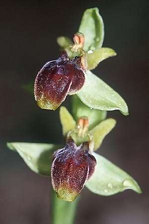 Ophrys bombyliflora x lutea, F   Montagne de la Clape 19.4.2003 