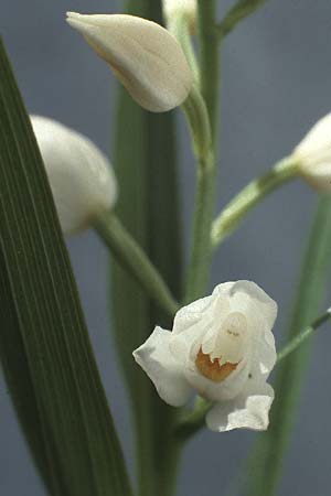 Cephalanthera longifolia / Sword-Leaved Helleborine, F  Montpellier 9.5.1984 