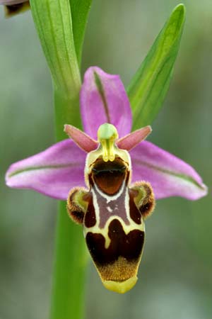 Ophrys corbariensis \ Corbières-Ragwurz / Corbires Bee Orchid, F  Corbières, Treilles 1.5.2005 