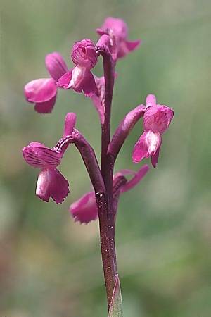 Anacamptis champagneuxii x picta, F   Maures, Pierrefeu 29.3.2003 