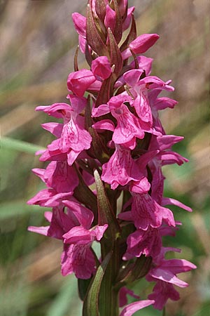 Dactylorhiza occitanica \ Occitanische Fingerwurz, Occitanisches Knabenkraut / Occitanian Orchid, F  Mas de Londres 22.5.1998 