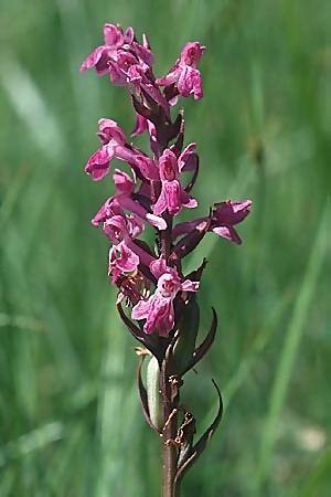 Dactylorhiza majalis x Gymnadenia conopsea s.l., F   Allevard 29.6.2002 
