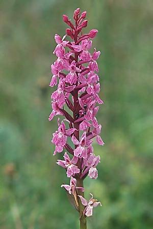 Gymnadenia conopsea s.l. x (Dactylorhiza alpestris x fuchsii), F   Col du Glandon 13.7.2002 