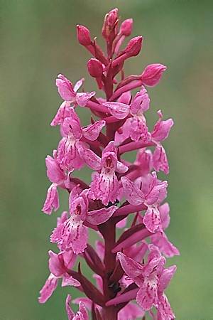 Gymnadenia conopsea s.l. x (Dactylorhiza alpestris x fuchsii), F   Col du Glandon 13.7.2002 