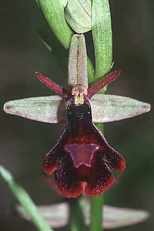 Ophrys drumana x insectifera, F   Dept. Drome 1.5.2001 