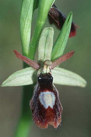 Ophrys drumana x insectifera, F   Dept. Drome 2.5.2005 