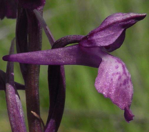 Anacamptis coriophora subsp. fragrans x palustris, F   Béziers 7.6.2009 (Photo: Helmut Presser)