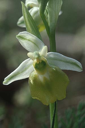 Ophrys holoserica farbvariante_color-variant \ Hummel-Ragwurz, F  Elsass 7.5.2003 