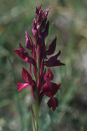 Anacamptis coriophora subsp. fragrans x papilionacea subsp. grandiflora, F   Millau 28.5.2005 