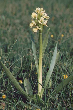 Dactylorhiza insularis \ Insel-Fingerwurz, Insel-Knabenkraut / Insular Orchid, F  Milobre de Bouisse 13.5.1996 
