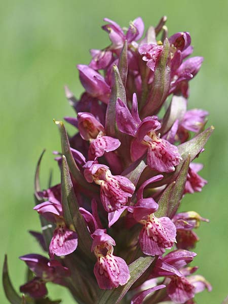 Dactylorhiza incarnata x sambucina, F   Col de la Croix Haute 15.5.2011 (Photo: Christian Schlomann)